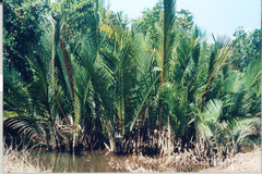 Nypa fruticans